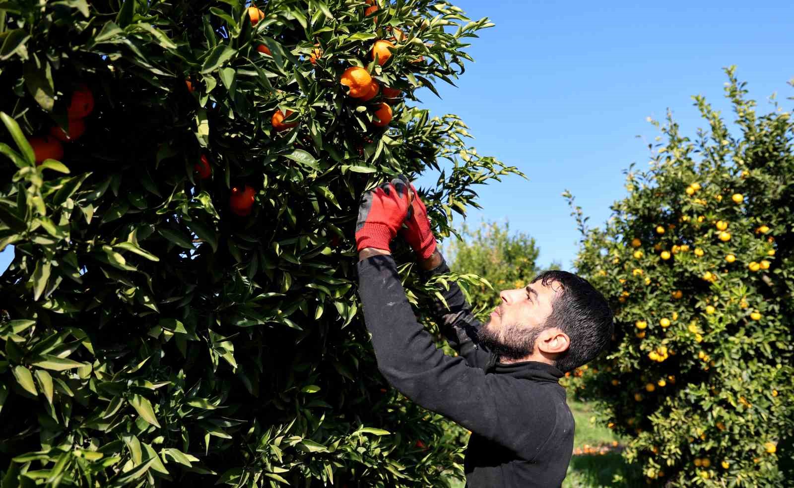 Adana’da mandalina yüz güldürüyor