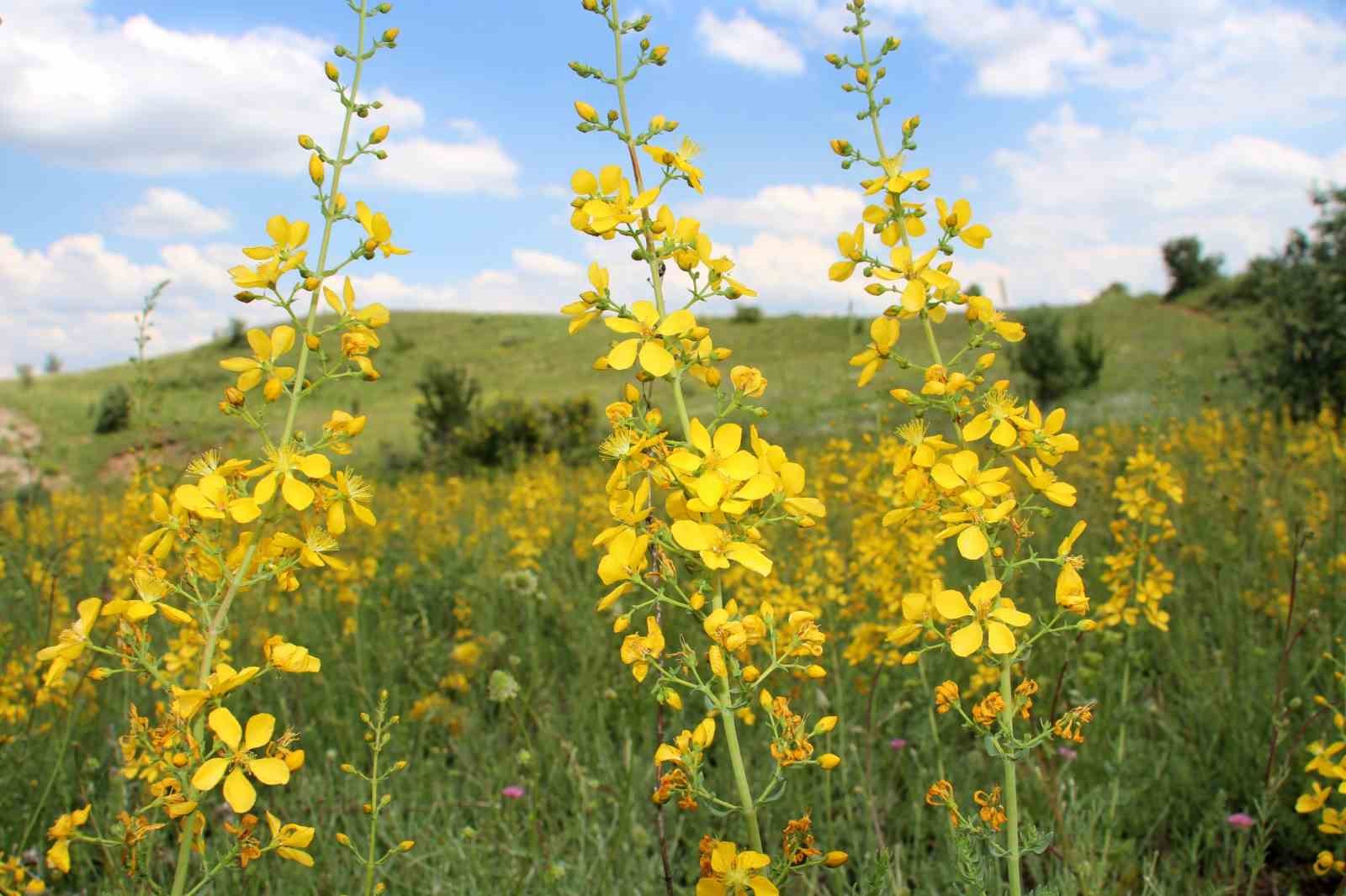 Sarı kantaron kanser hastalarına yaramıyor