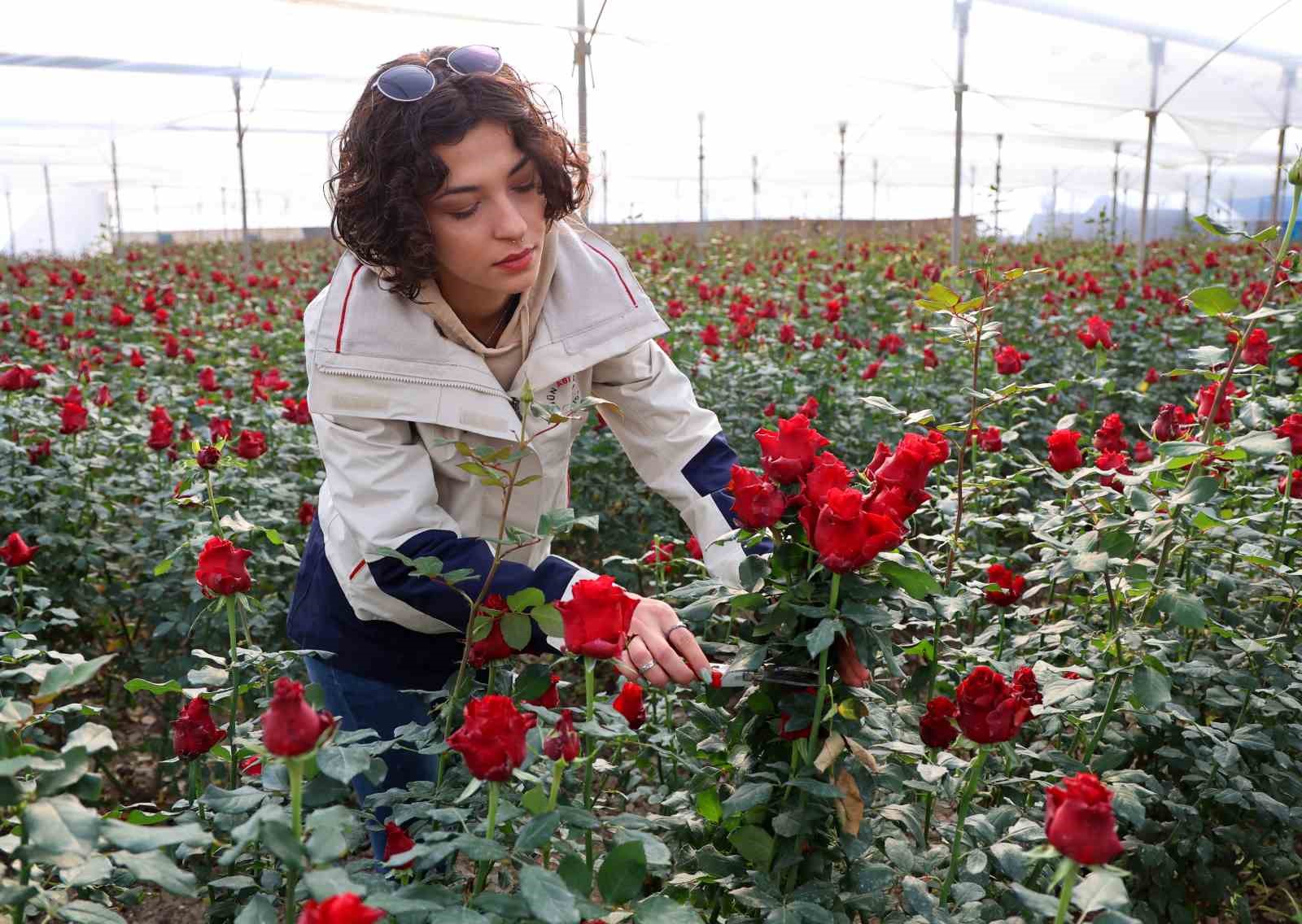 Adana'da hasat ediliyor: Dönüm başı 60 bin lira kazandırıyor... Kırmızı altın tarlası!