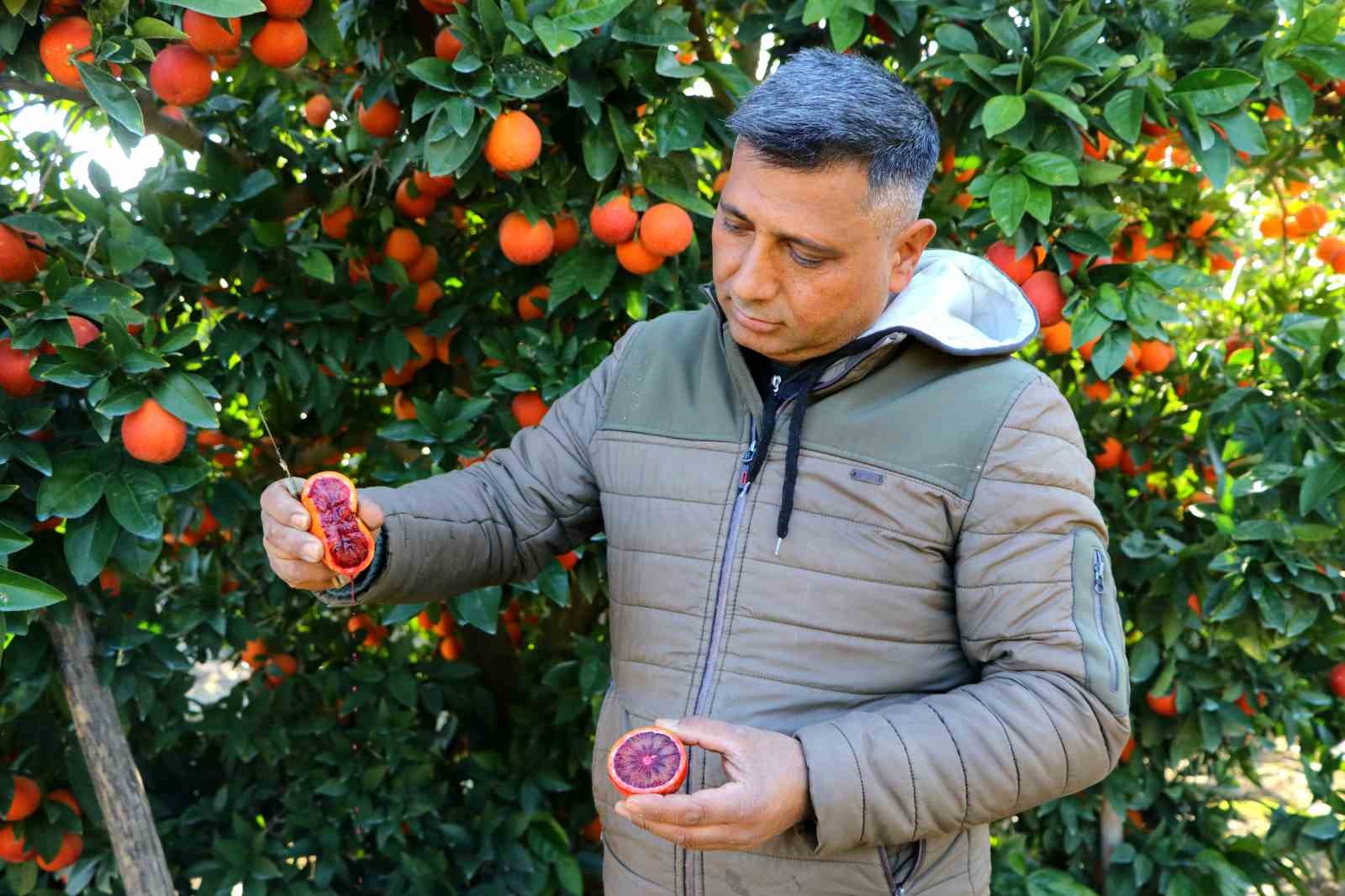 Adana'da bu portakaldan kan akıyor