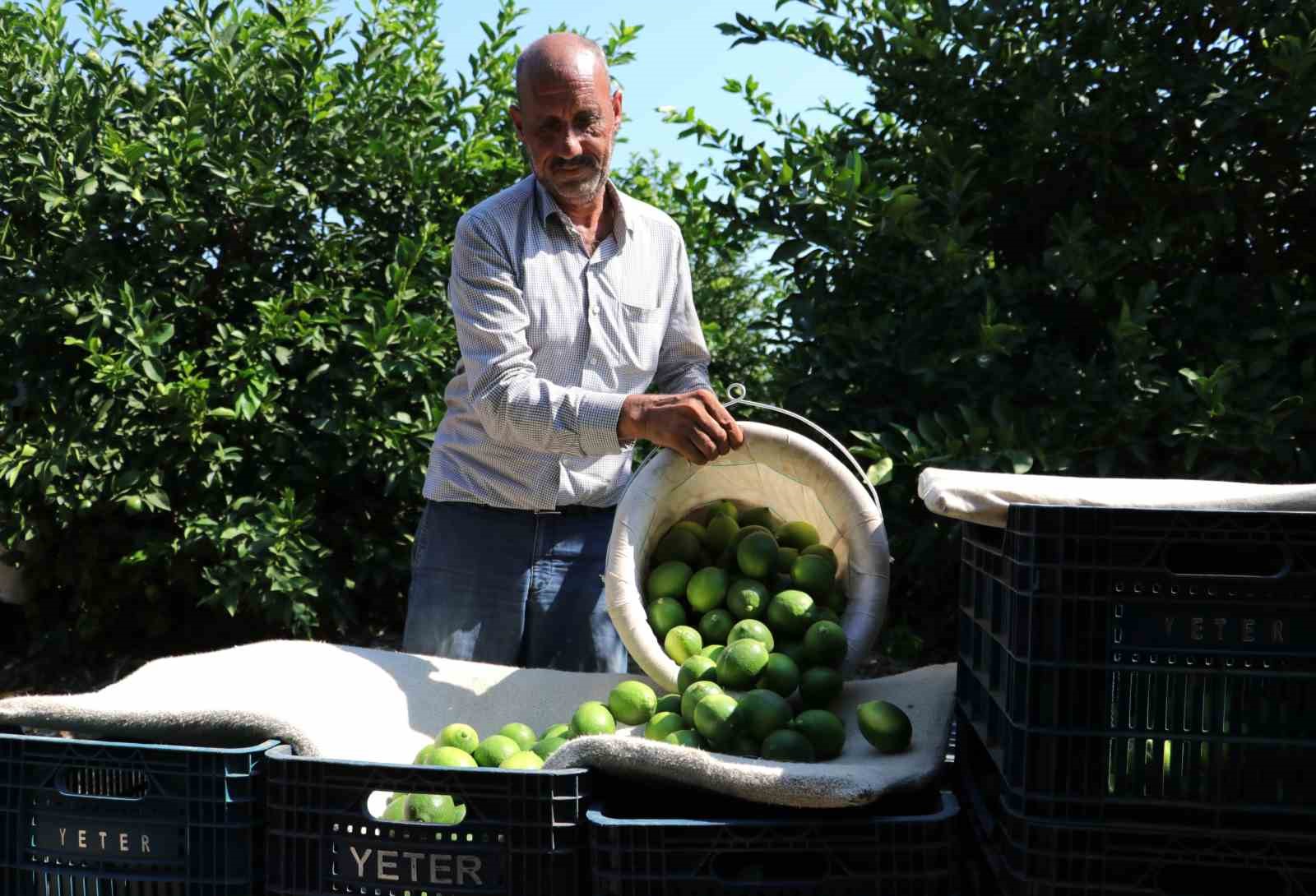 Adanalı çiftçiler yeşillenme hastalığına karşı teyakkuzda