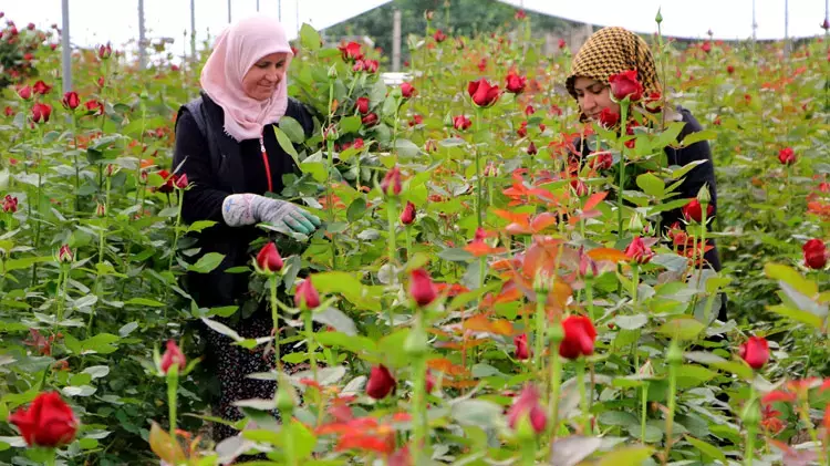 Adana'da hasat ediliyor: Dönüm başı 60 bin lira kazandırıyor