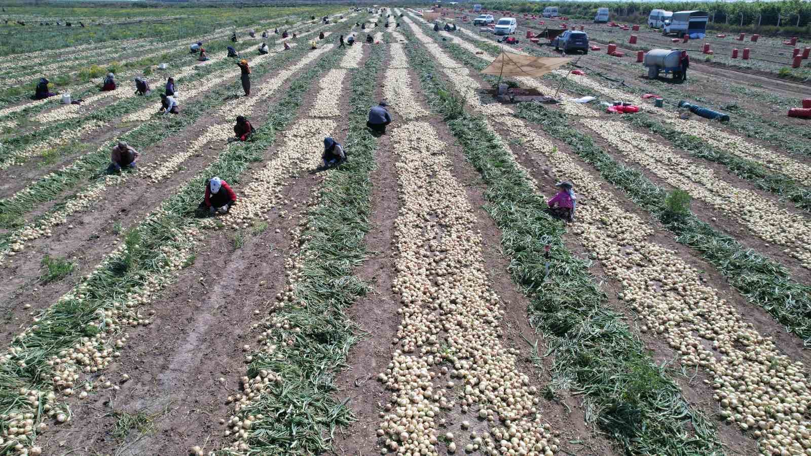 Adana’da turfanda soğan hasadı başladı