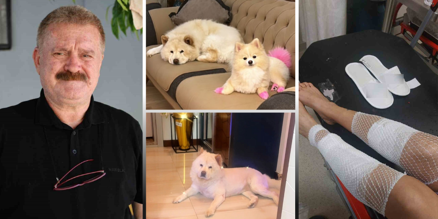 Çin Aslanı evdeki diğer köpekten sahibini kıskanarak bacağını parçaladı