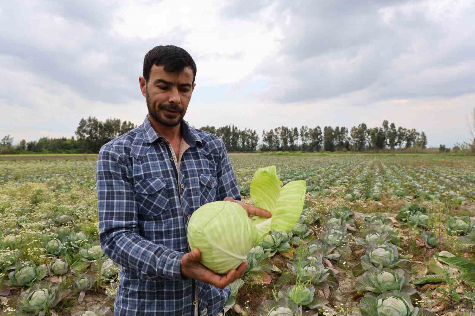 Tarlada kalan lahanayı ücretsiz dağıtıyor