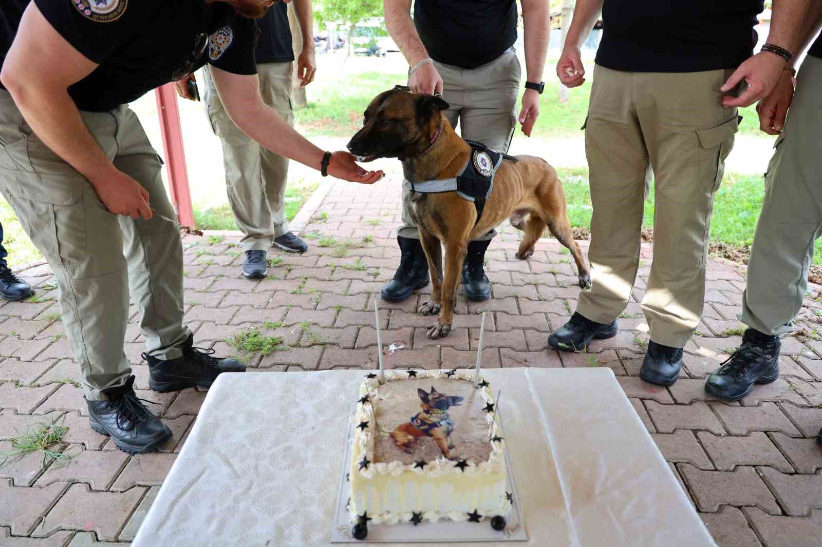 Narkotik köpeği Hulk’un 7’nci yaş günü pasta kesilerek kutlandı