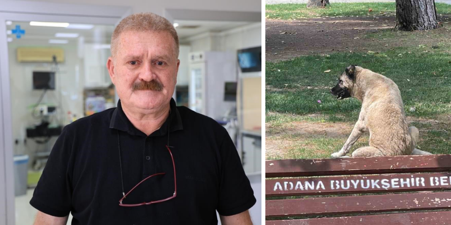 Köse: Adana sokaklarında yaklaşık 200 bin köpek var