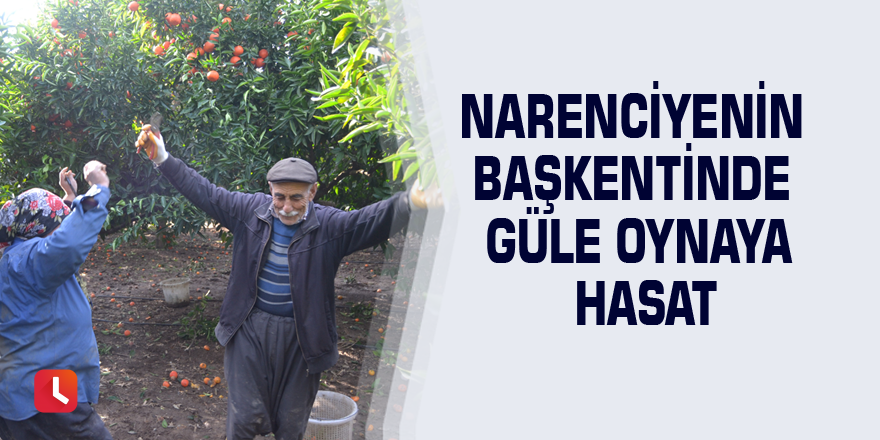 Narenciyenin başkentinde güle oynaya hasat