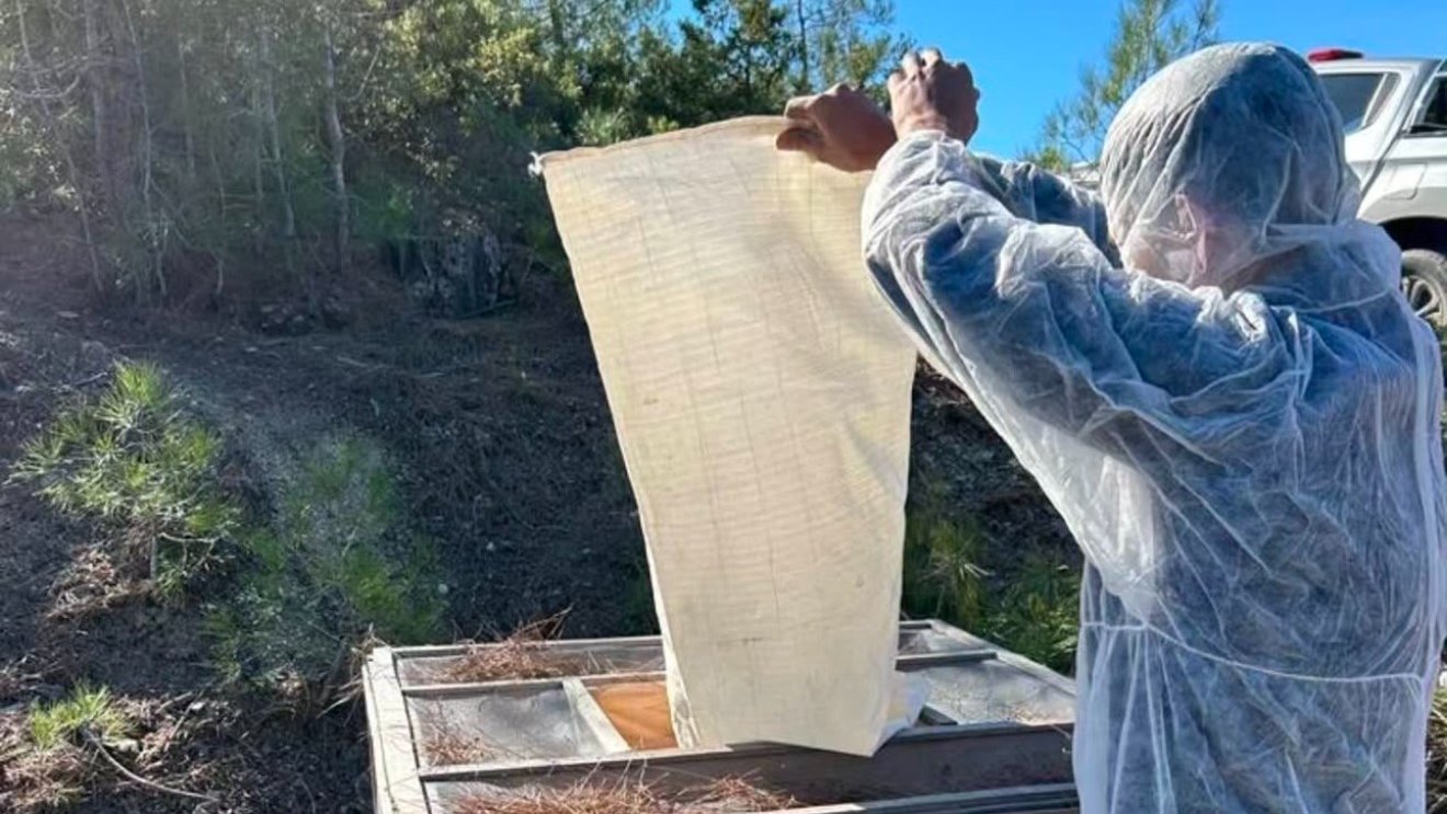 Kızılçam ağaçlarında çam kese böceği ile mücadele