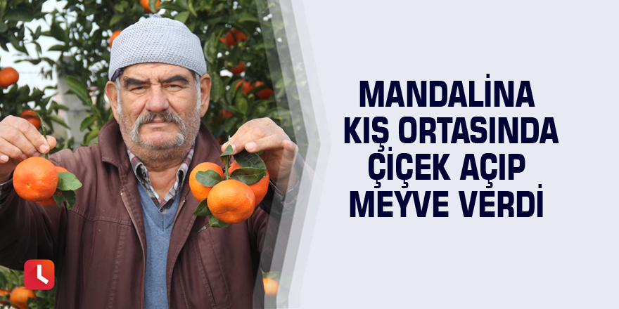 Mandalina kış ortasında çiçek açıp meyve verdi