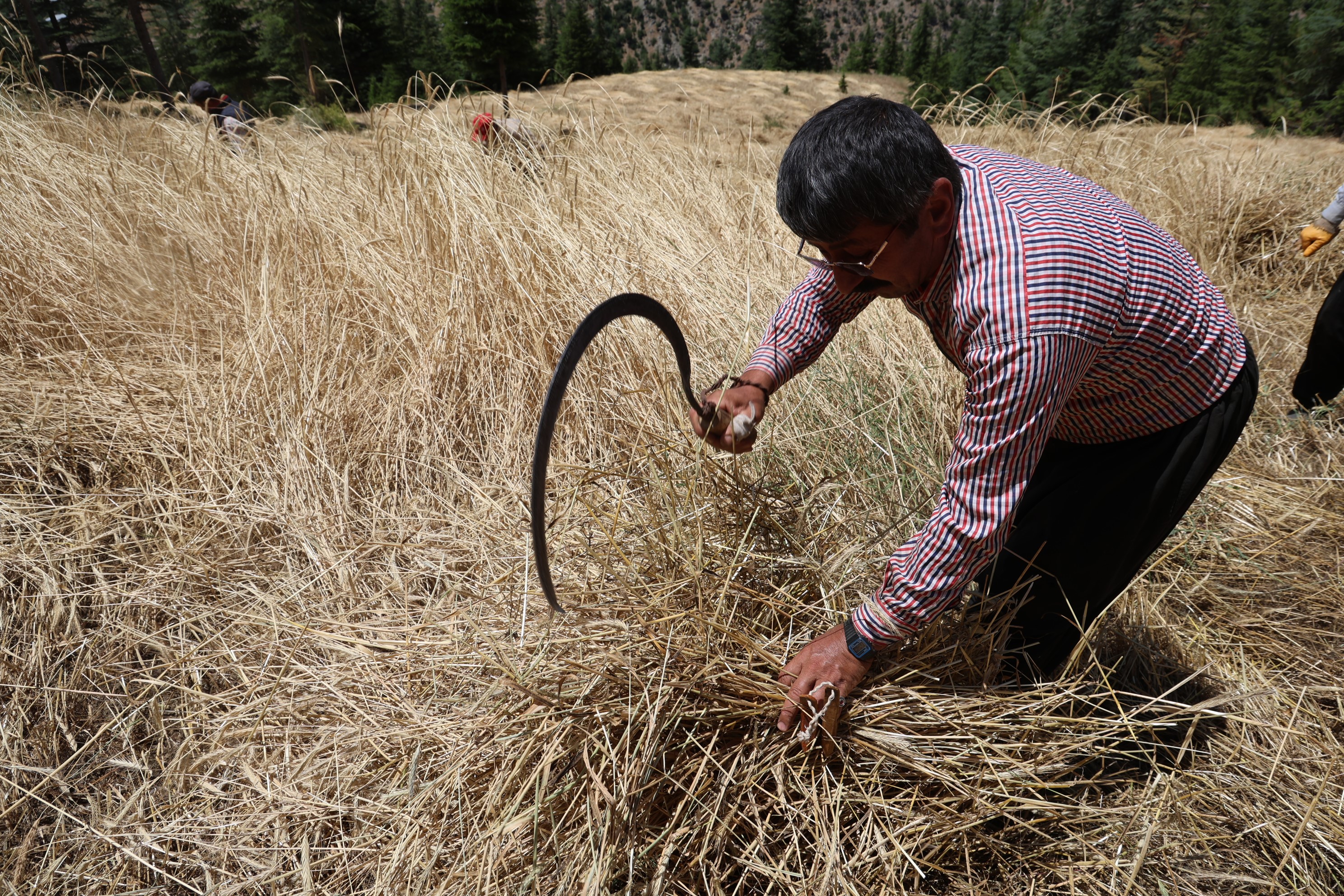 Teknolojinin ulaşamadığı tarlalarda ellik ve orakla hasat başladı