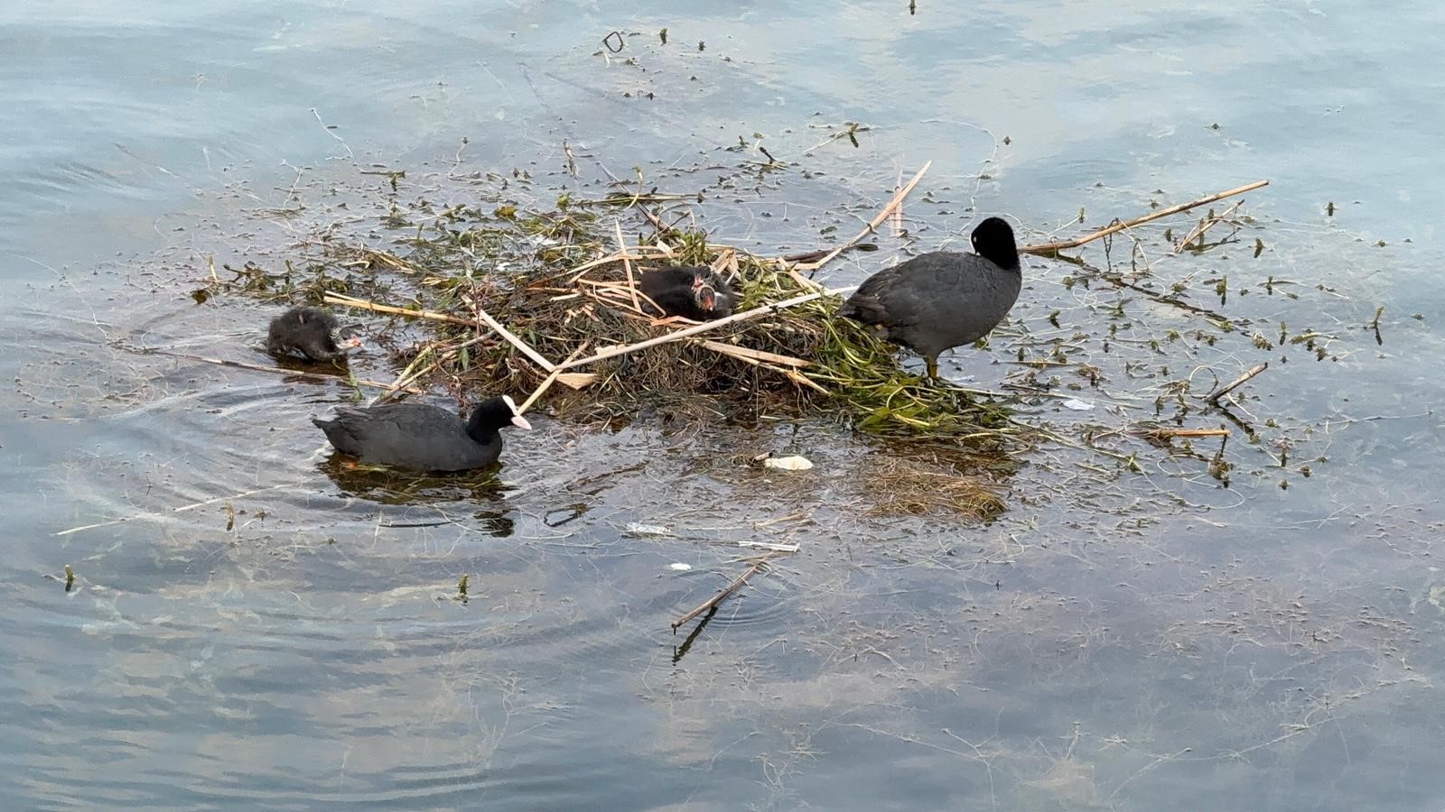 Karabatak su üzerine çalı ve ot taşıyarak yuva yaptı