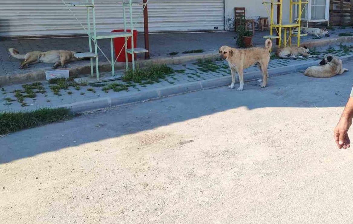 Mahalleli, sokak köpeklerine isyan etti