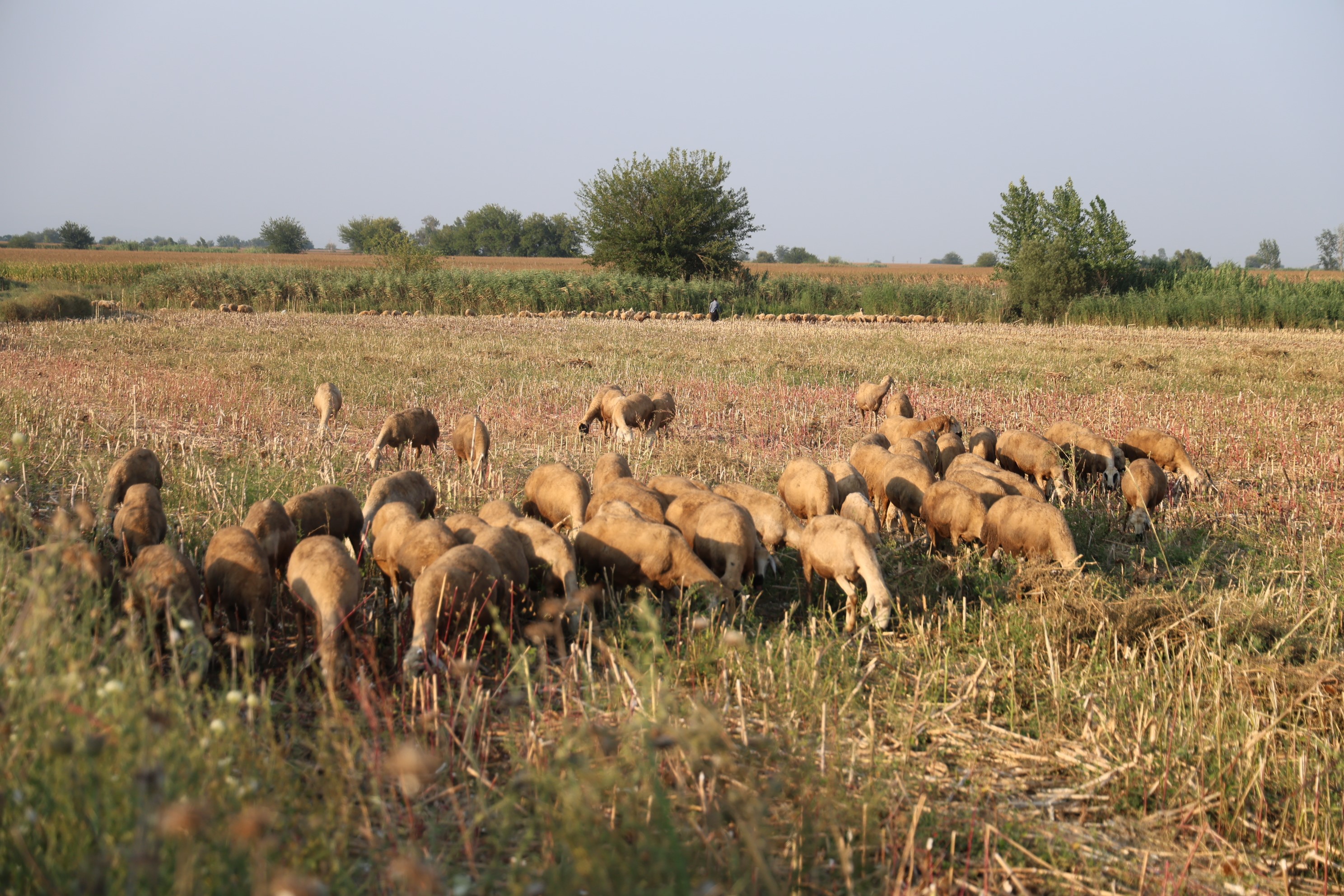50 derece sıcakta hayvan otlatıyorlar