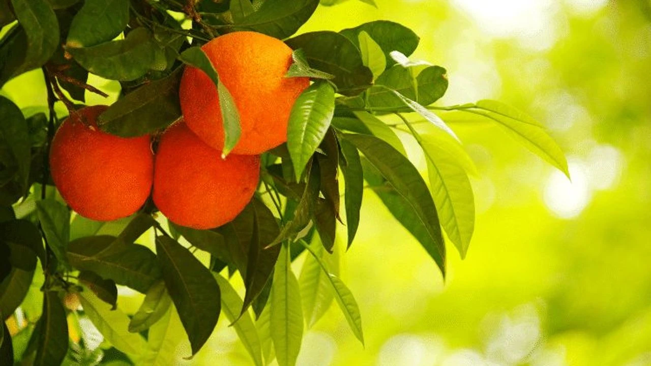 Adana’nın tarım ihracatında değişiklik! Pamuk geride kaldı..