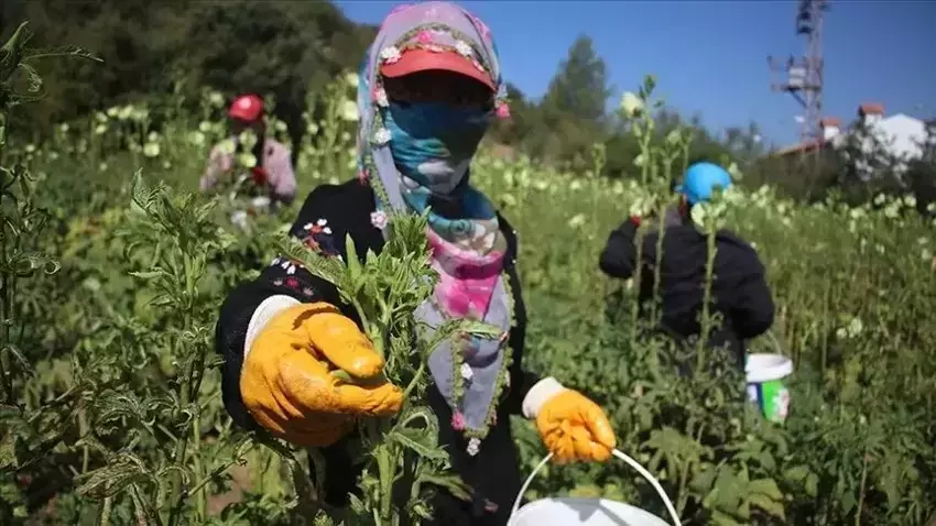 70 doktor Adana'da bir araya geldi, 500 dönüm araziye ekti! Hem internetten hem pazardan kapış kapış gidiyor