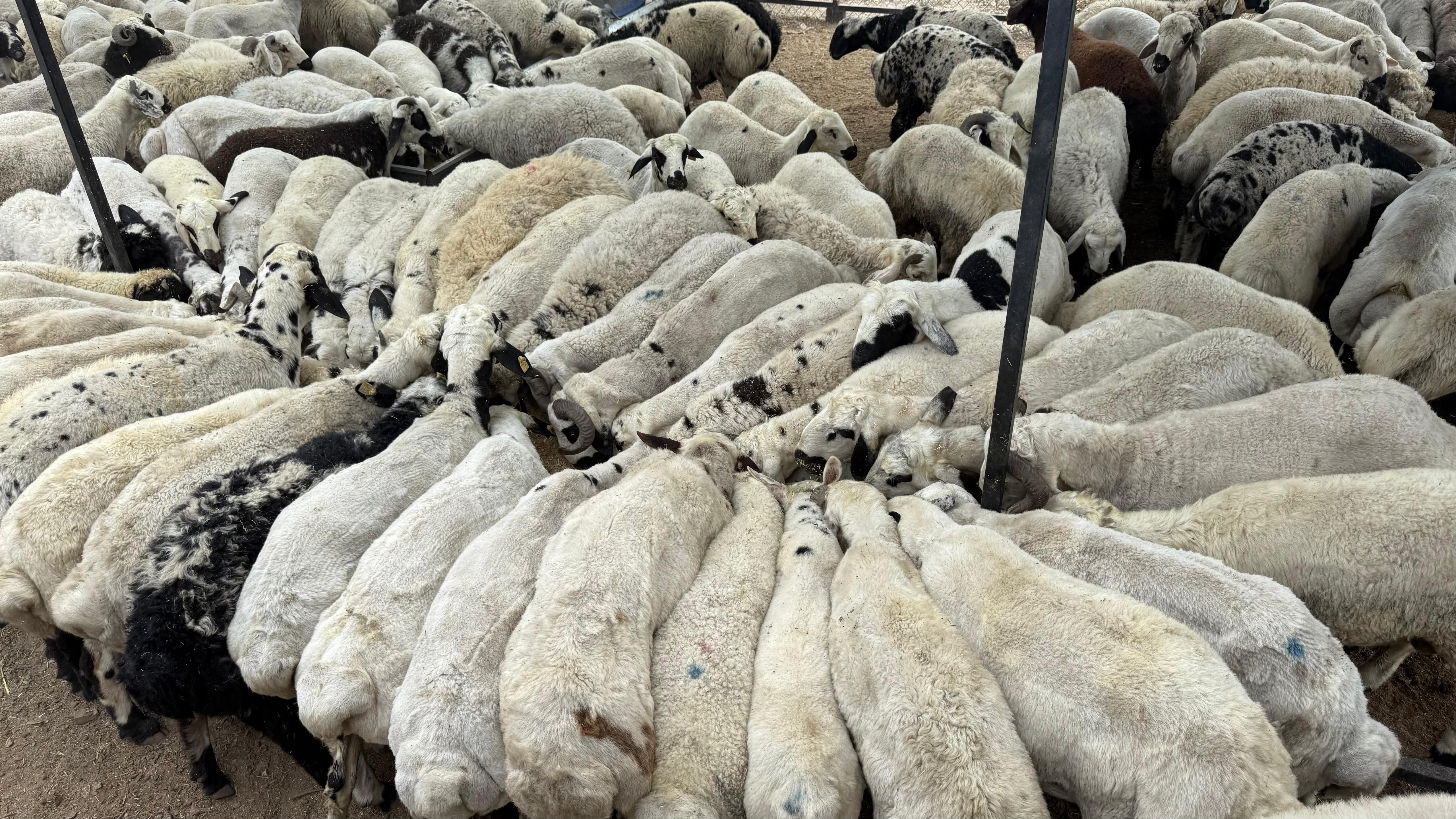 Adana'da şap hastalığı görüldü: Hayvan hareketliliği kısıtlandı