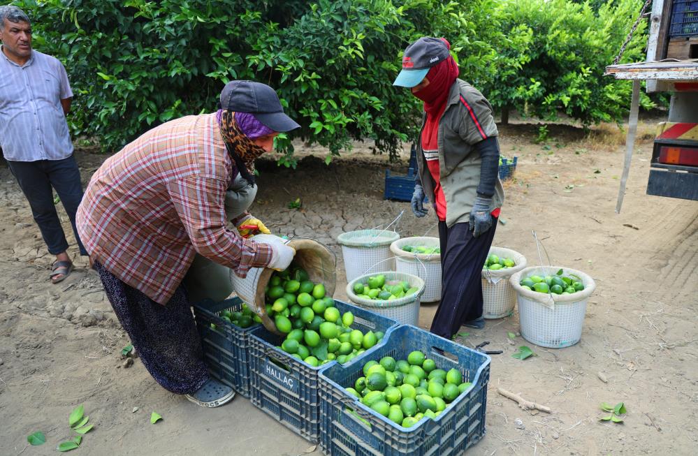 Limonda fiyatı düşürecek hasat başladı