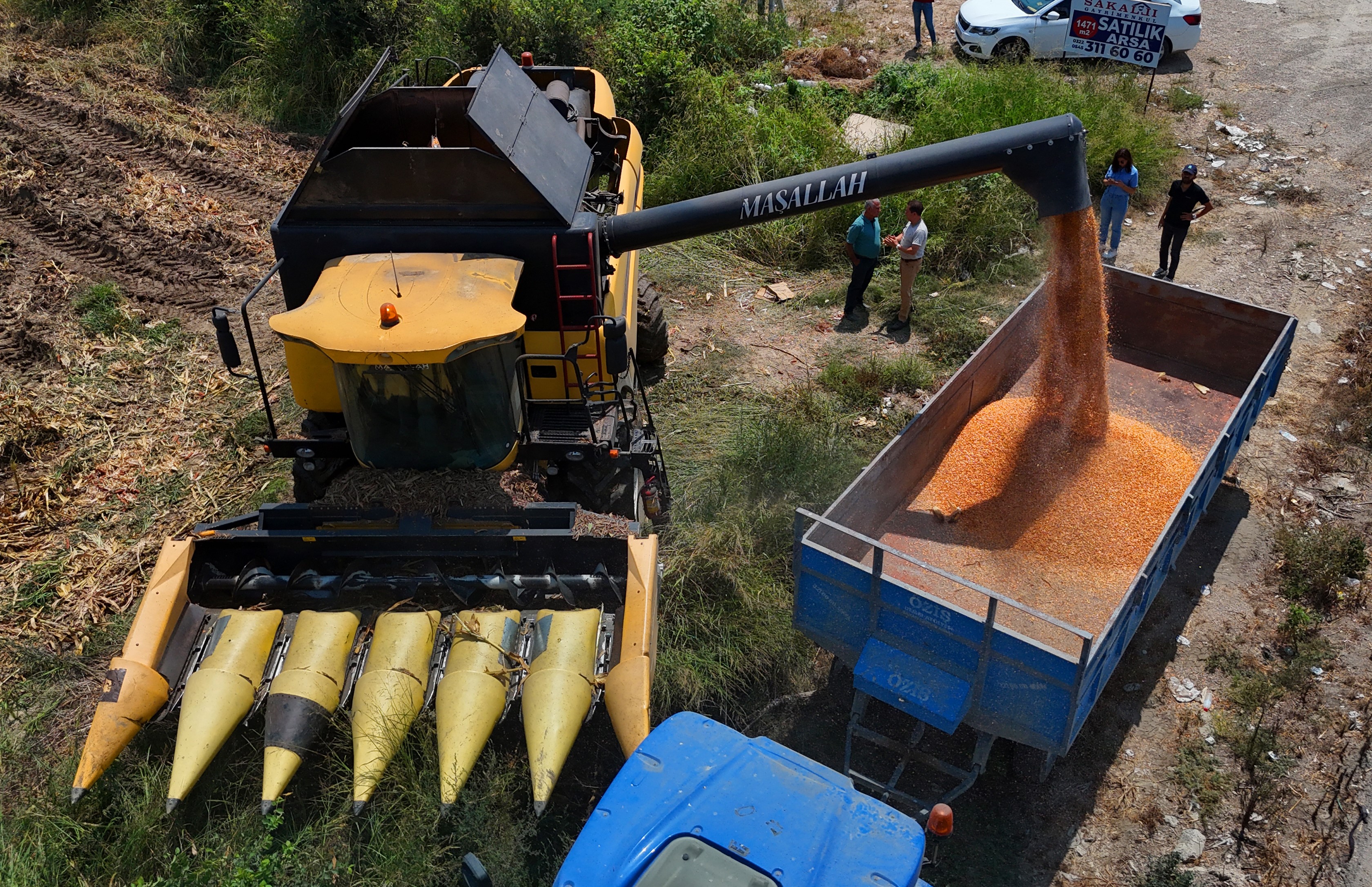 Çukurova'da mısır hasadı başladı: 1,5 milyon ton mısır rekolte bekleniyor