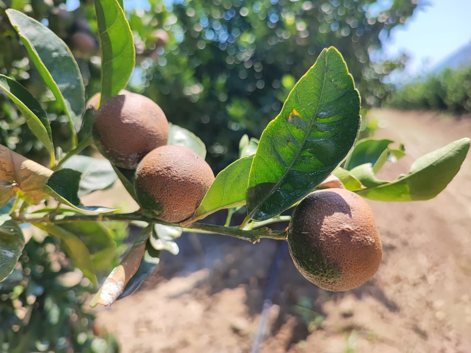 Rekor sıcaklar narenciye ürünlerinde yanıklar oluşturdu