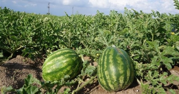 Adana, karpuz üretiminin yüzde 25'ini karşılayacak! 