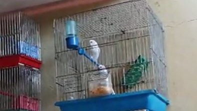 Evinde saka kuşu bulunan şahsa 151 bin 200 lira para cezası