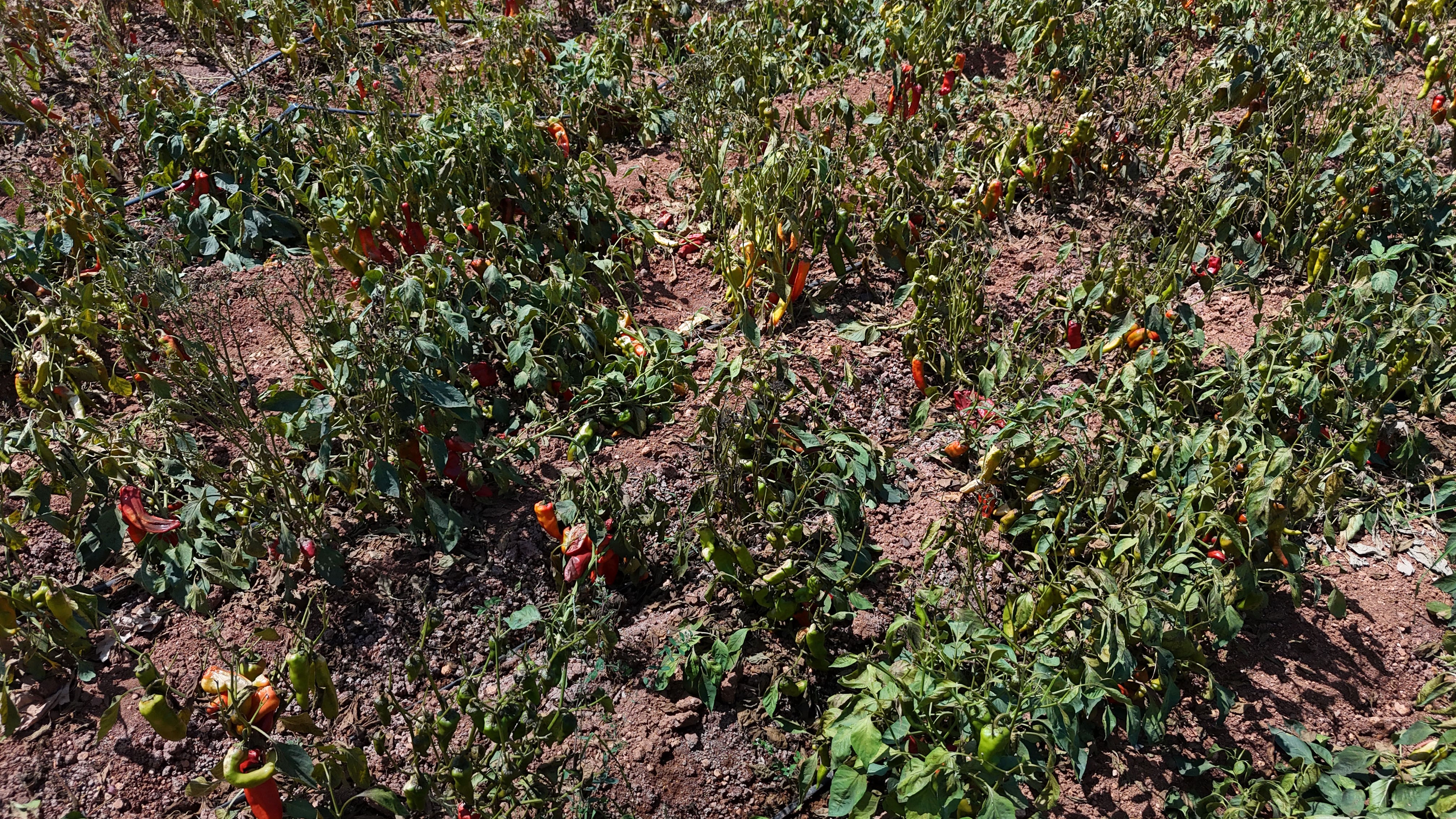 Aşırı sıcaklar tarladaki biberi yaktı
