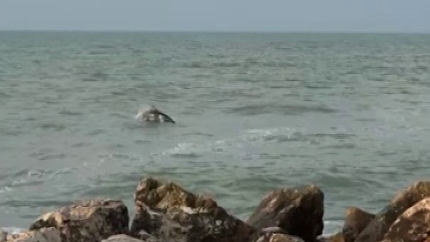 Karataş'ta yunuslar görüntülendi