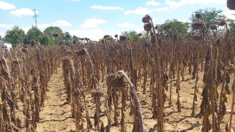 Adana, Kırklareli ve Edirne'den teker teker kötü haberler geliyor
