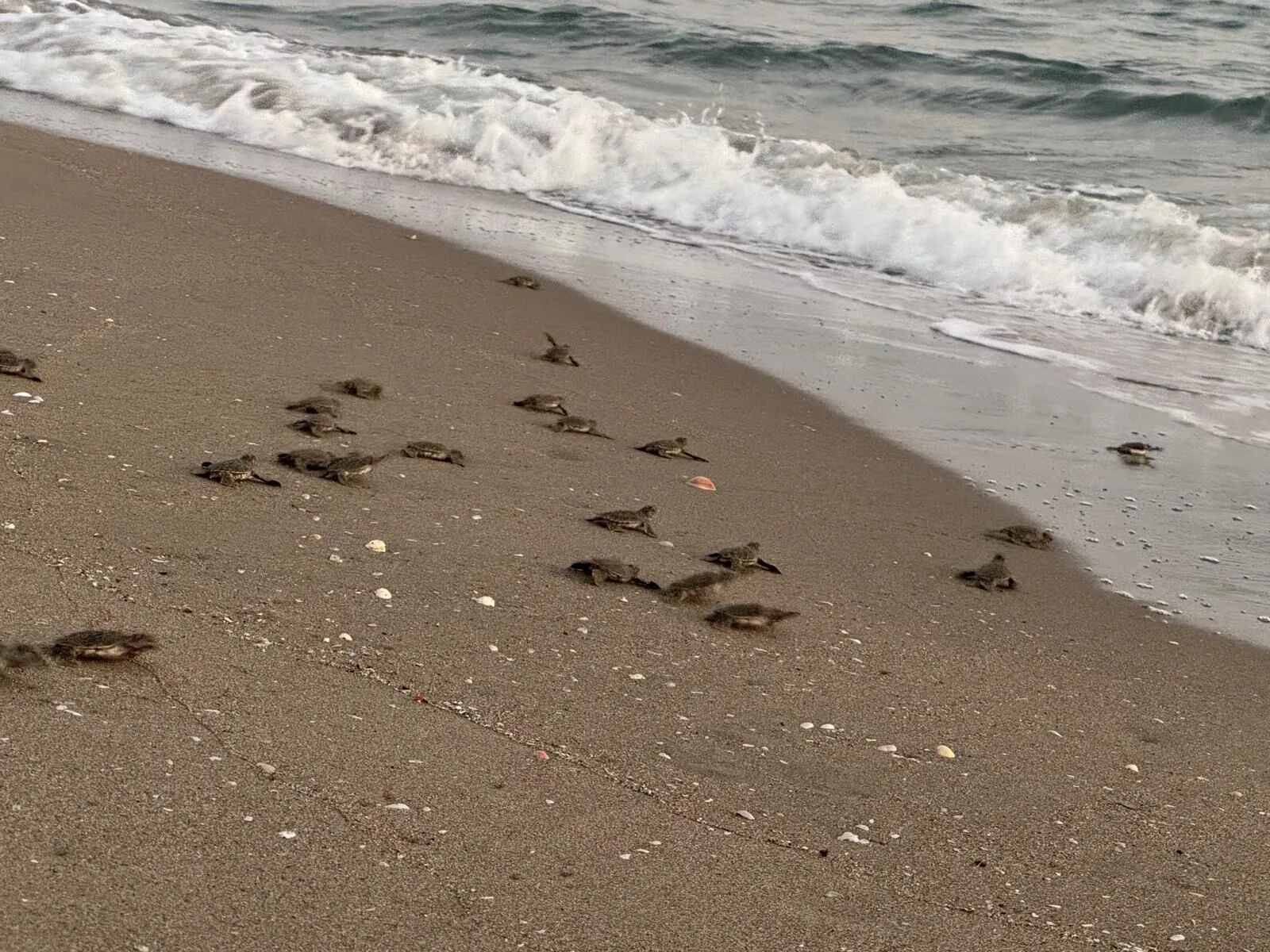 Akyatan’da, 20 yılda 270 bin yavru kaplumbağa denizle buluştu
