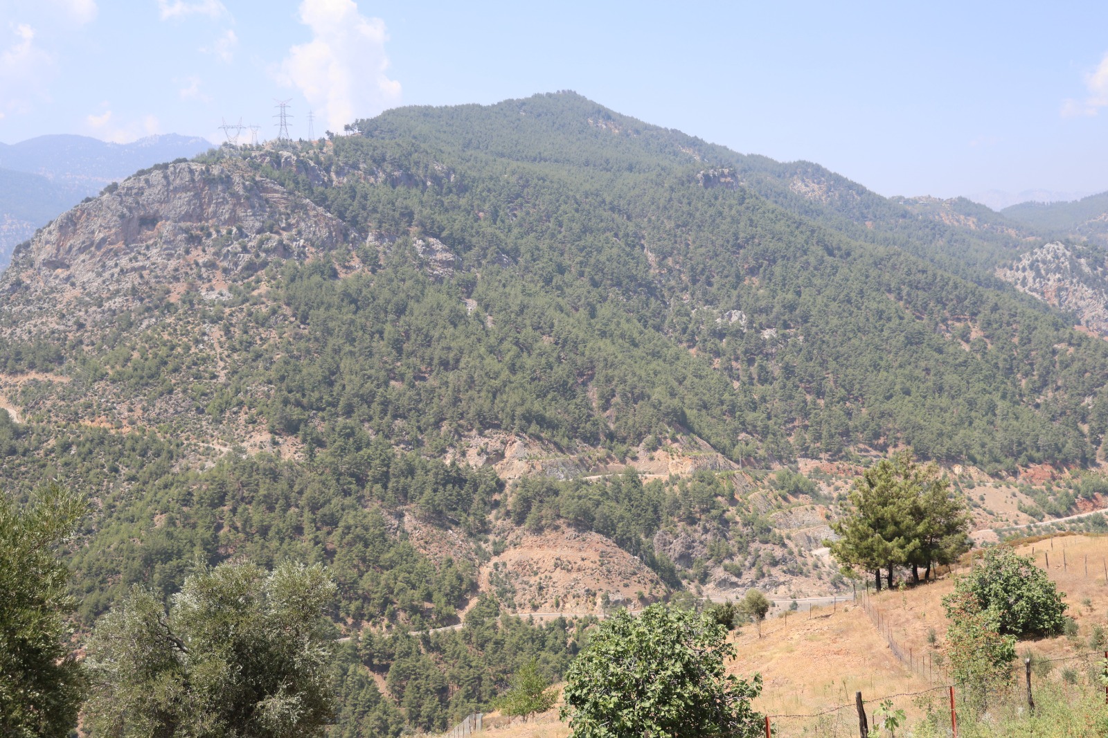 Adana'da orman yangınıyla küle dönen 4 bin hektarda fidanlar tekrar büyüdü