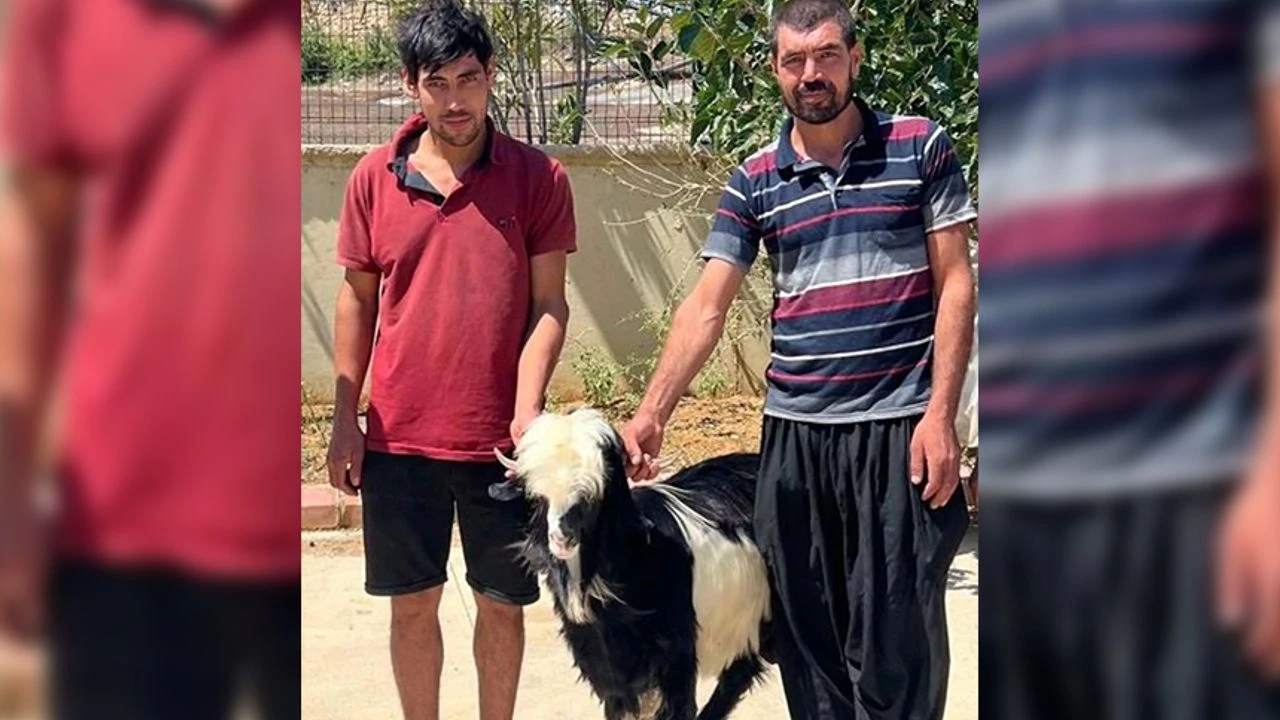 Adana'da keçi çalan 2 şüpheli yakalandı