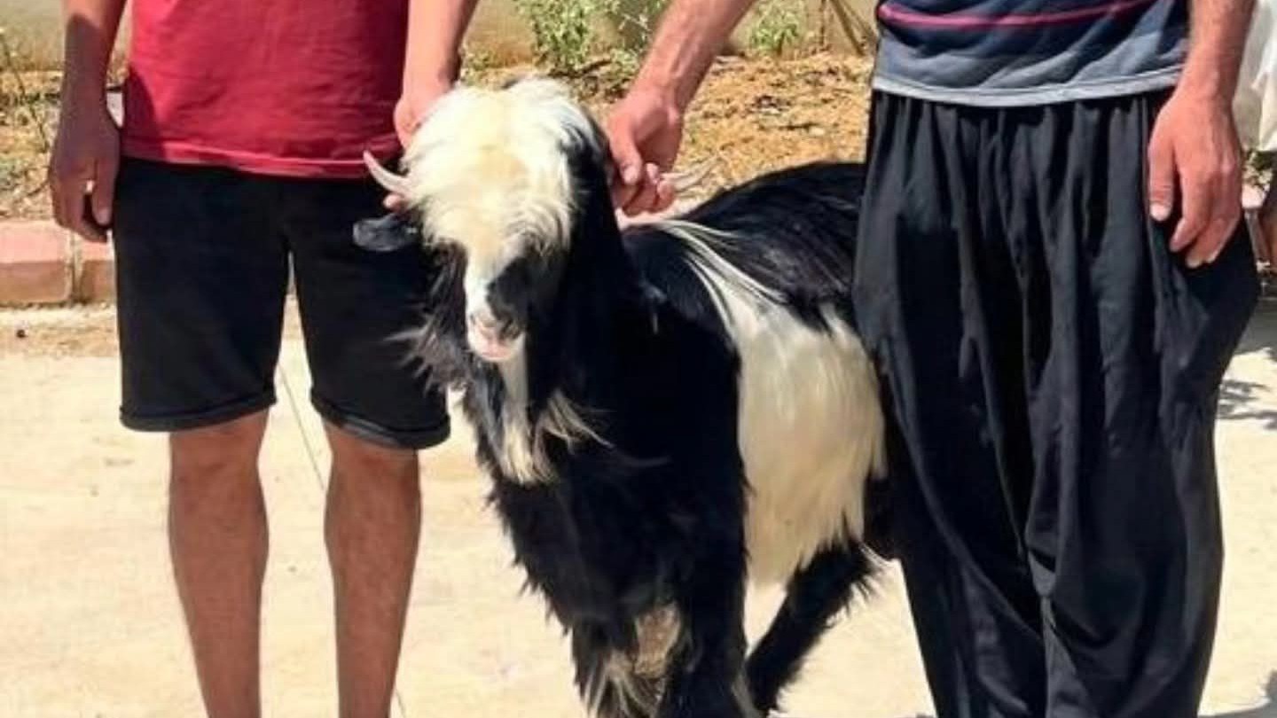 Kozan’da, keçi çalan hırsızlar yakalandı!