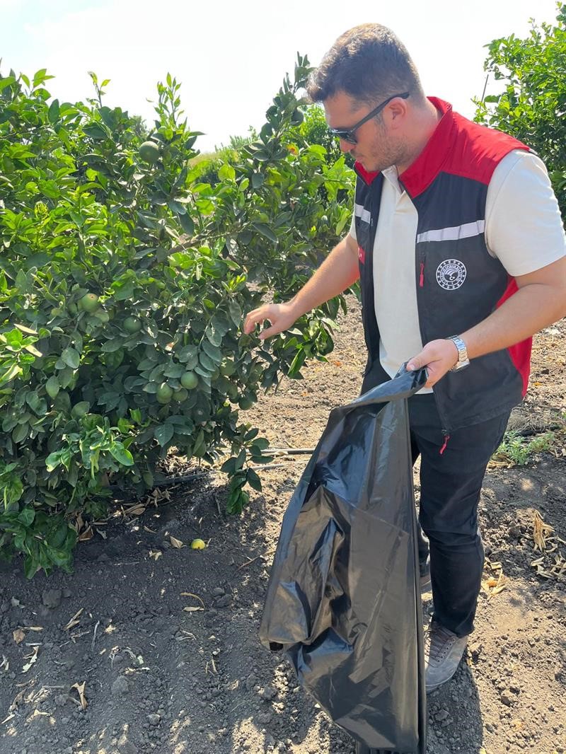 Yanan turunçgillerin Akdeniz Meyve sineği üretmemesi için çalışma başlatıldı