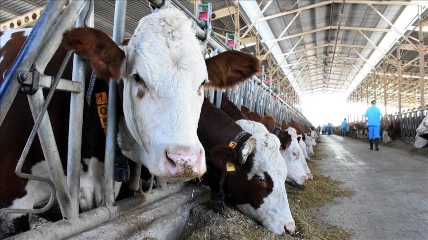 Adanalılar hangi hayvanın etini tercih ediyor?
