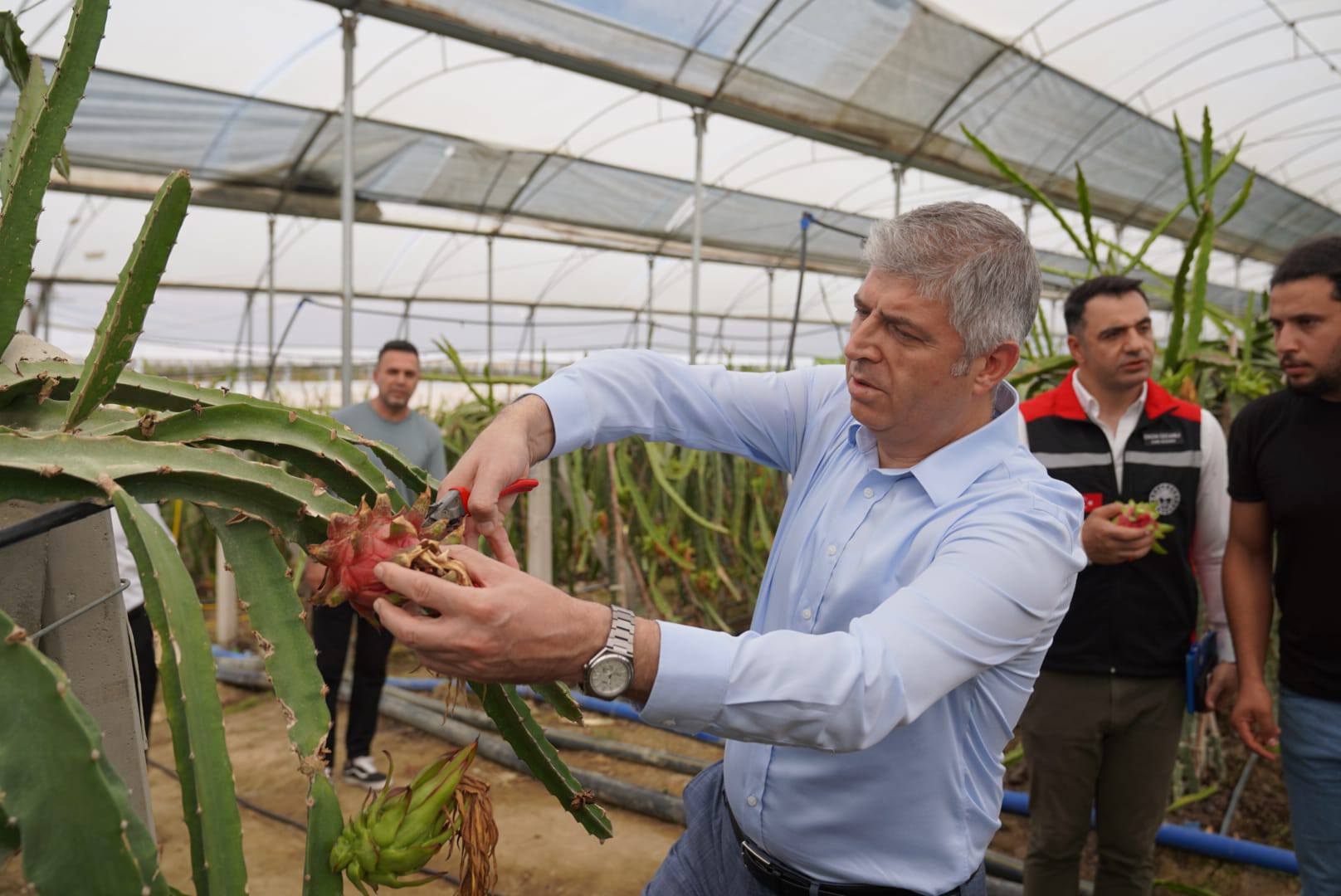Adana’da, tropikal meyve üretimi yaygınlaşıyor
