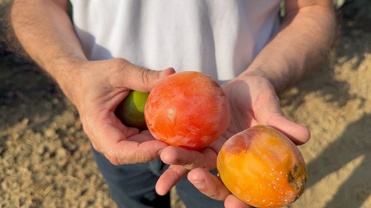 Cennet hurması üreticilerine "Akdeniz meyve sineği" uyarısı
