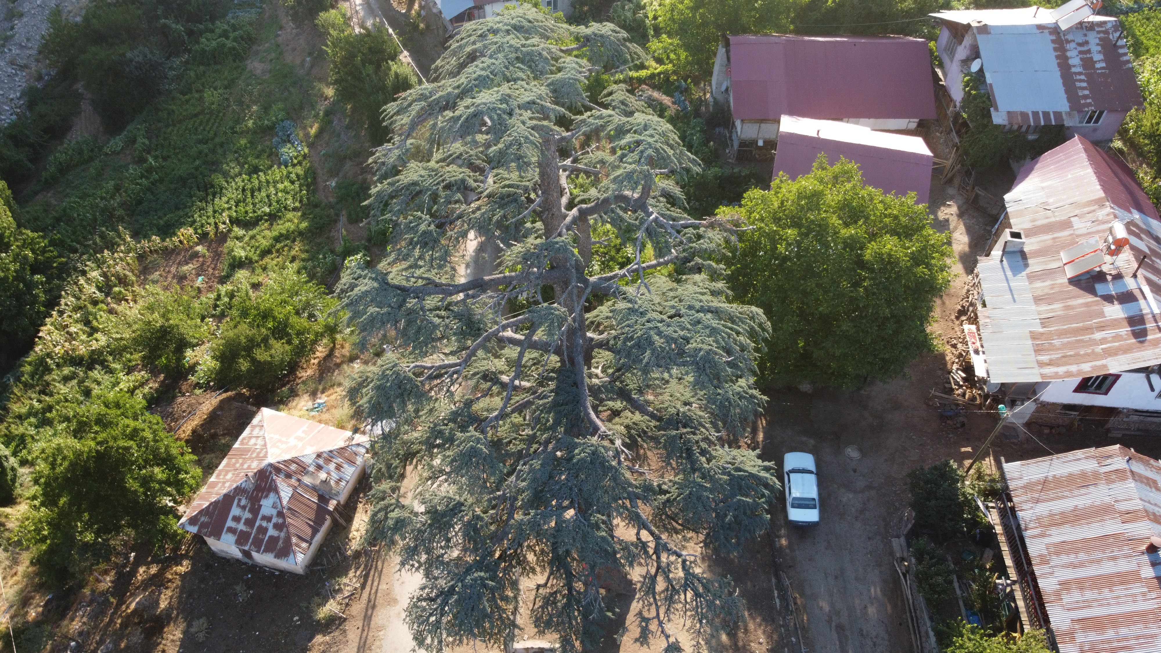 Feke'deki 6 asırlık "Toros Sediri" görenleri hayran bırakıyor