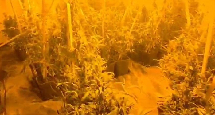 Konteynere iklimlendirme sistemi kurup uyuşturucu yetiştirdiler