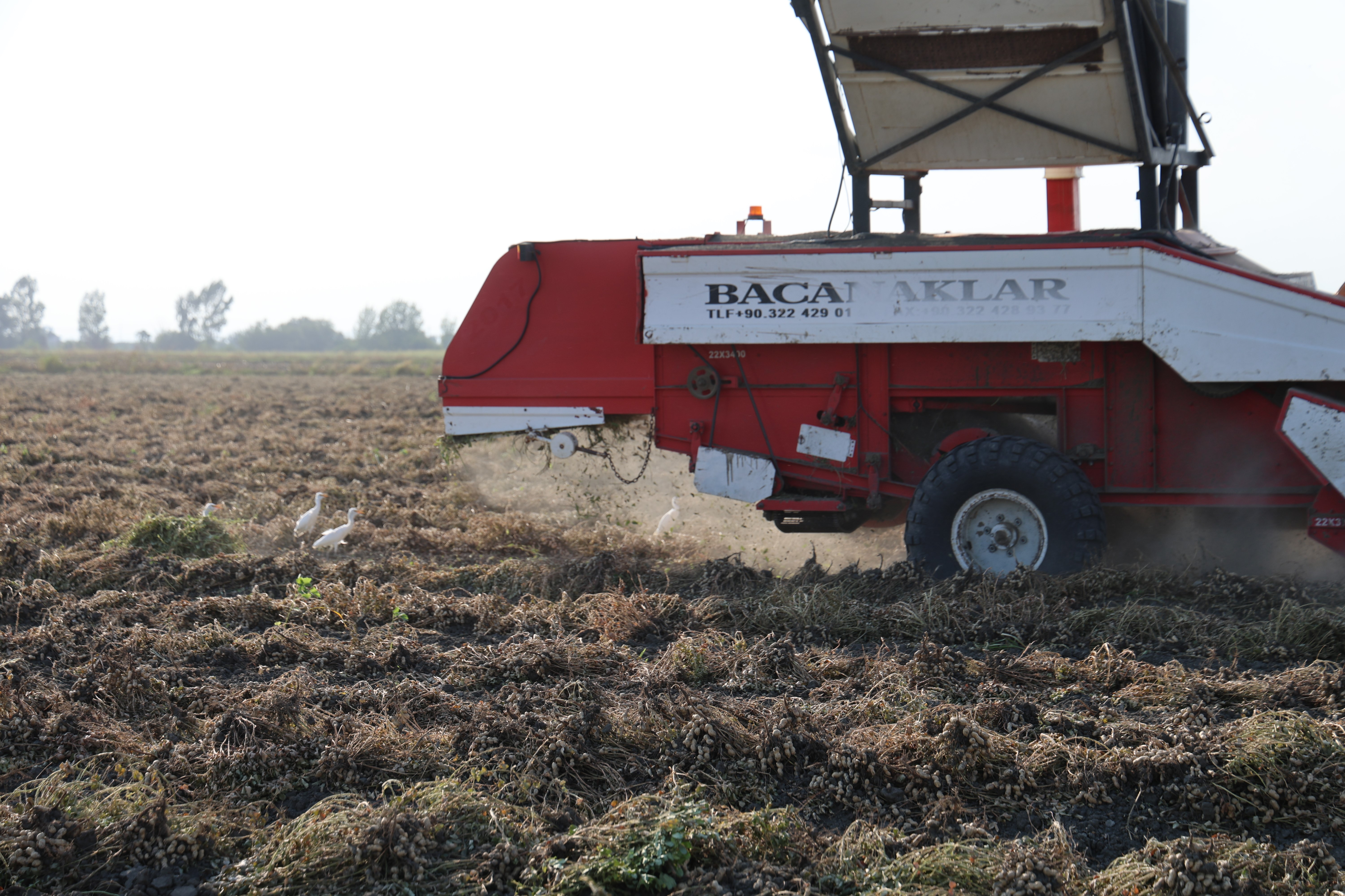 Yer fıstığında hasat: Üreticinin yüzü güldü, kuşlar da şölene katıldı