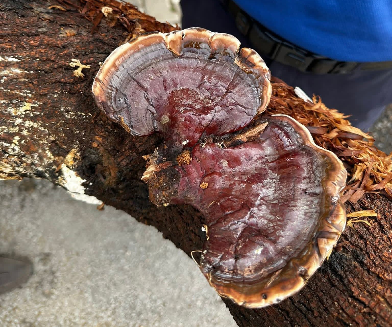 Kozan Açık Cezaevi’nde, “Ölümsüzlük Mantarı” üretiliyor