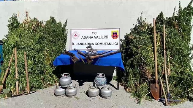Ormanda uyuşturucu yetiştirmişler: 2 kişi gözaltına alındı