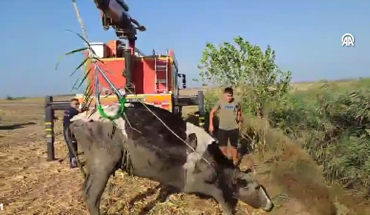 Kanala düşen inek, vinç yardımıyla kurtarıldı