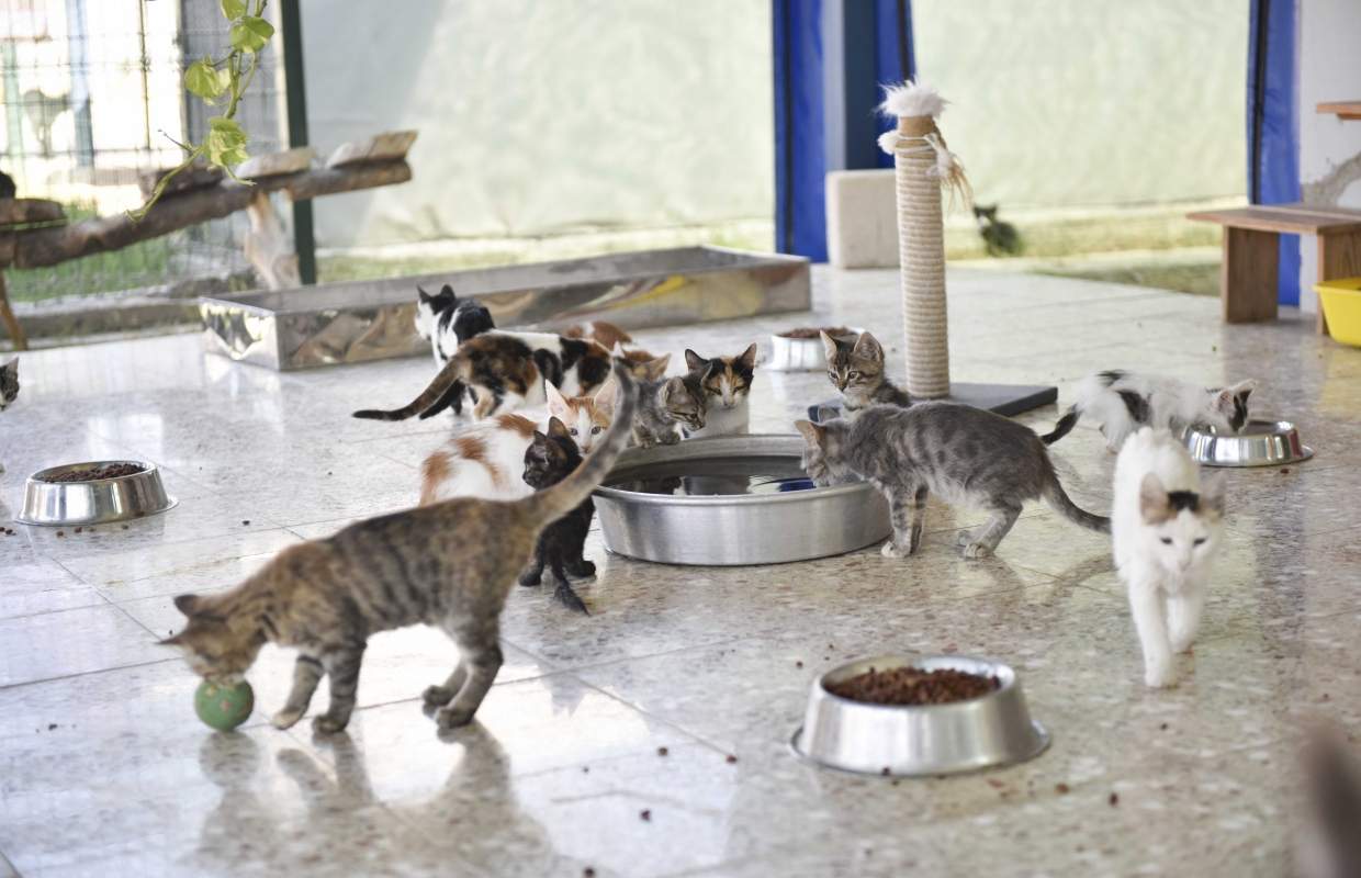 Dünya Hayvanları Koruma Günü’nde, hayvanseverler bakımevinde buluşacak