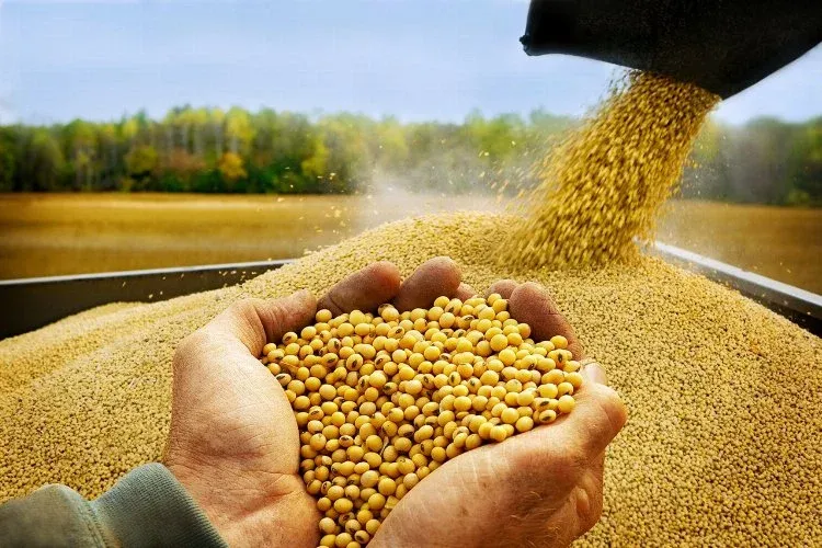 Adana’da, 2025 soya hasat ücretleri açıklandı