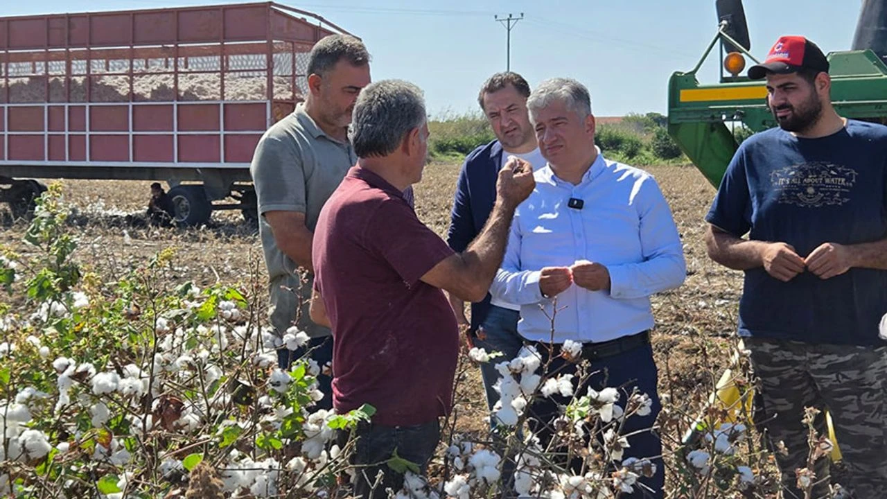 Çukurova’nın simgesi olan pamuk üretimi bitme noktasında!