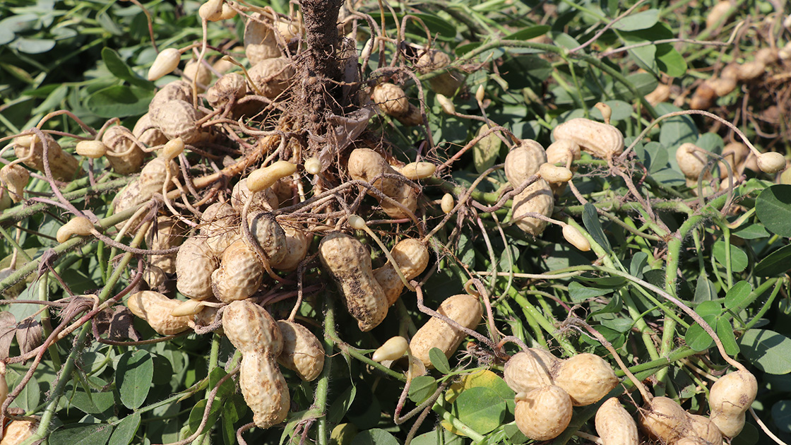 Adana’da yer fıstığı krizi: Rekolte yüksek, fiyatlar düşüşte!