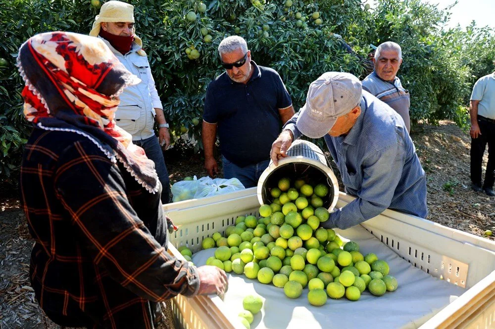Kilosu 8-15 TL arasında: Adana'da verim yüksek