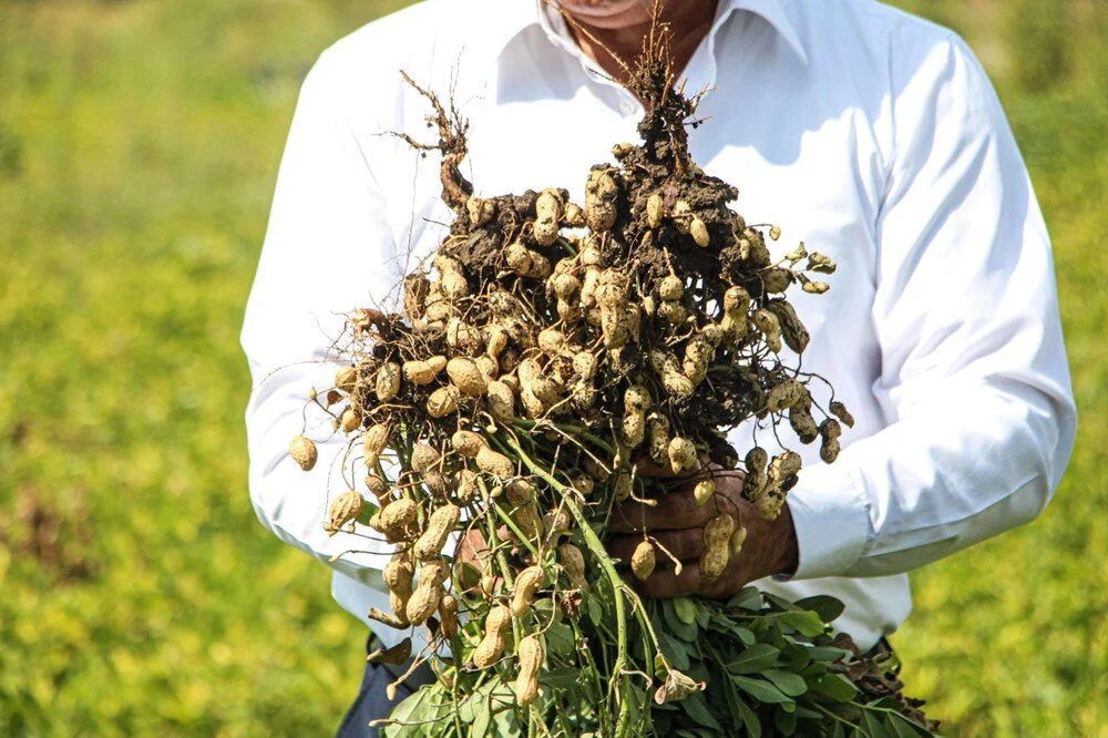 Çukurova'nın verimli topraklarında yetişiyor: Kilosu 50 liraya düştü