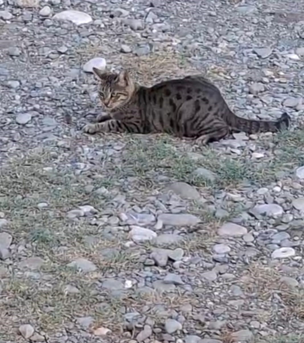 Kedi, fareyle top gibi oynadı   